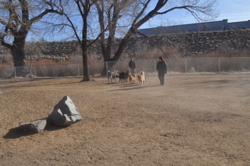 dogpark